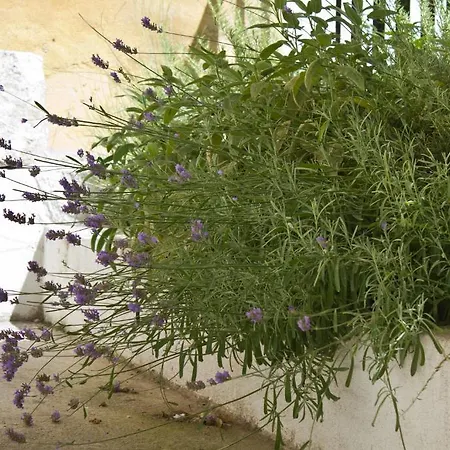 فندق مبيت وإفطار Eco Old Town